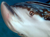829368128_74EGL-M.jpg