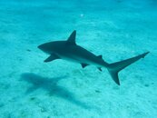 Reef Shark.jpg