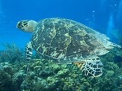 Hawksbill Turtle.jpg