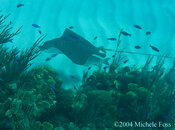 Eagle Ray.jpg