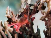 SpongyDecoratorCrab-P3305374-L.jpg