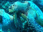 tortuga.jpg