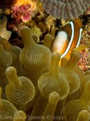 Anenome Fish.jpg