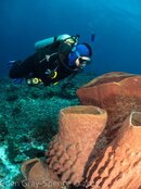 Diver and Sponge.jpg