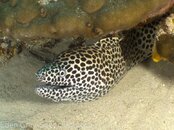 Moray.jpg