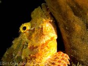 Scorpion Fish.jpg