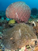 Sponge and anenome.jpg