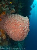 Wall sponge.jpg