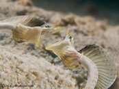 PikeBlenny-CA155427-Edit-L.jpg
