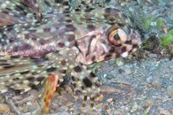 IMG_1993wa isopod.jpg