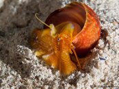 Shell-red-unknown-CA266290-L.jpg