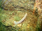 Norman92125-001.jpg