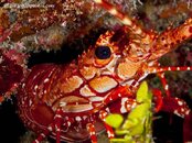 Red-Banded-Lobster-CA054593-L.jpg