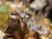 Pipehorse-CA229583-Edit-L.jpg