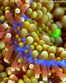 Corallimorph-2P1172721-L.jpg