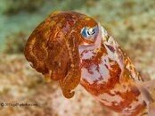Squid-2CA031572-Edit-L.jpg