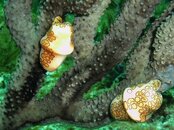 Sept 8 flamingo tongues near Minnow Caves.jpg