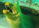 Sept 2 moray mouth open.jpg