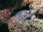 Sept 2 spotted moray.jpg