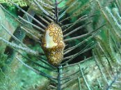 Flamingo Tongue.jpg