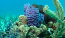 Purple sponge.jpg