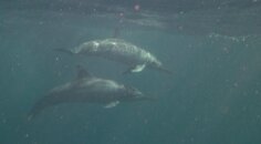 Dolphins.jpg Dolphins.jpg