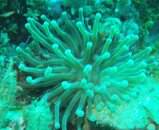 anemone.jpg anemone.jpg
