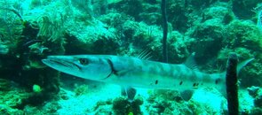 Great Barracuda.jpg Great Barracuda.jpg