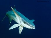 Remora-2CA021204-L.jpg
