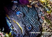 toadfishbabies-1.jpg