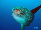 MOLA234.jpg
