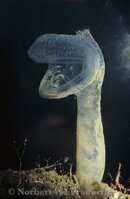 predatory-tunicates.jpg