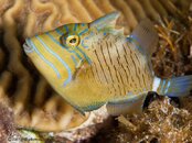 Triggerfish-Queen-juvenile-L.jpg