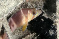 IMG_0792wb barred hamlet.jpg
