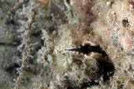 IMG_0900wb la crica.jpg