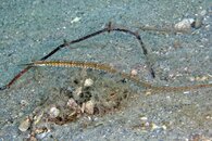 IMG_0971wa.jpg