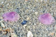 IMG_1048wa.jpg