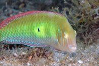 IMG_1059wa.jpg