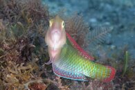 IMG_1062wa.jpg