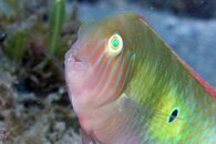 IMG_1067wa.jpg