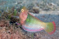IMG_1068wa.jpg