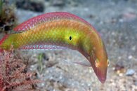 IMG_1075wa.jpg