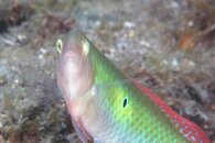 IMG_1078wa.jpg