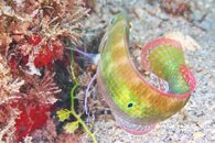 IMG_1083wa.jpg