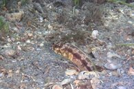 IMG_1093wa.jpg