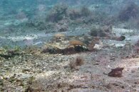 IMG_1100wa.jpg