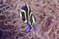 IMG_1162wa tiny.jpg