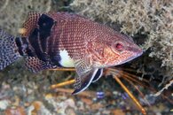 IMG_1174wa Serranus subligarius.jpg