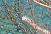 IMG_1182wa.jpg