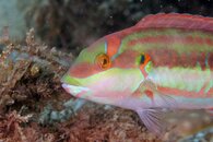 IMG_1215wa.jpg